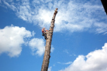 Corso di abbattimento controllato in treeclimbing