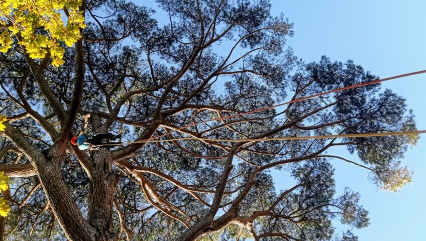 potatura alberi tree climbing